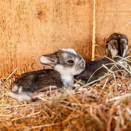 Hotel Sonnschupfer Schladming