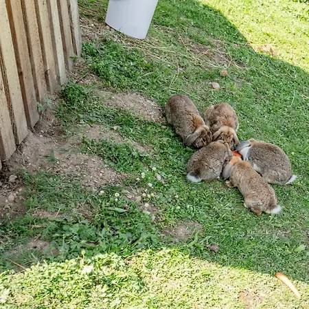 فندق Sonnschupfer