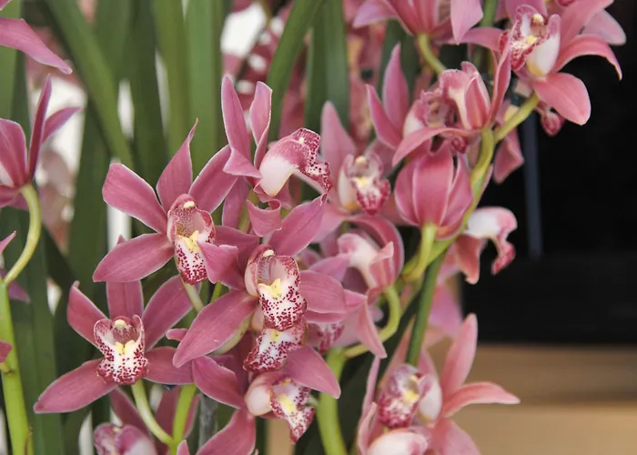 Sonnschupfer Schladming